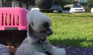 羊了个羊什么梗